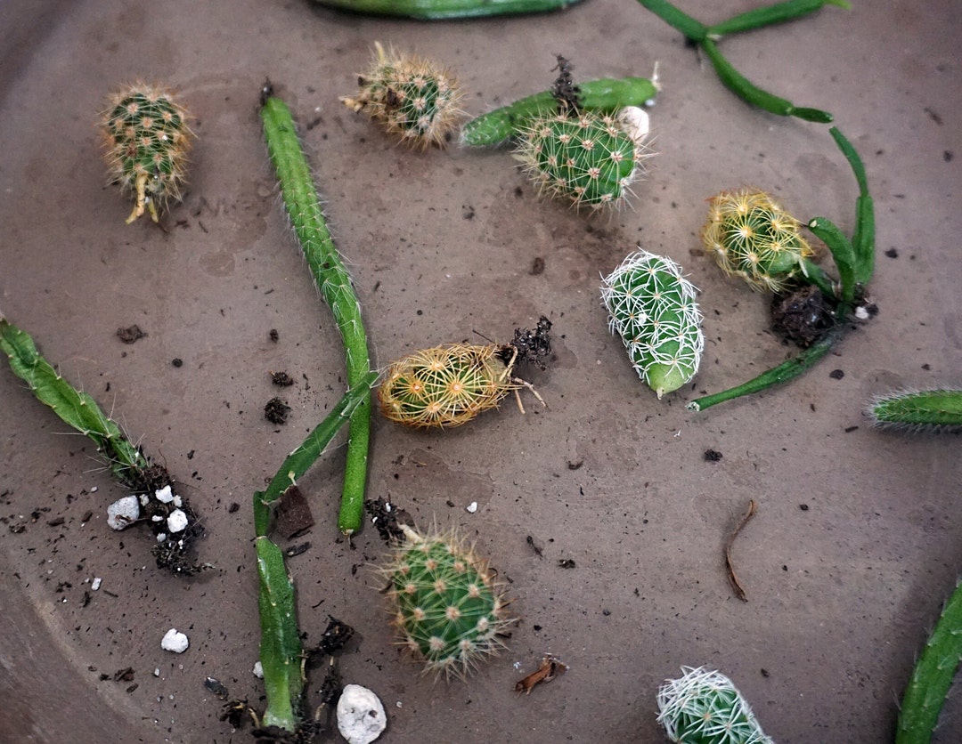 Cacti Offsets Cacti Pups Assorted Rare Varieties Fairy Etsy