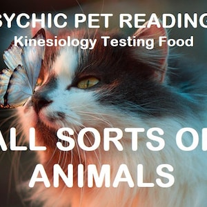 May include: A white and gray cat with a blue butterfly on its nose. The cat is looking to the right. The text "PSYCHIC PET READINGS Kinesiology Testing Food ALL SORTS OF ANIMALS" is written on the image.