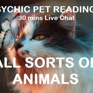 May include: A white and gray cat with a butterfly on its nose. The text "PSYCHIC PET READINGS 30 mins Live Chat ALL SORTS OF ANIMALS" is on the image.