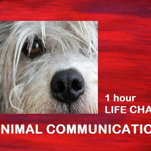 May include: Close-up of a dog's face with light gray fur and a black nose. The text "1 hour LIFE CHAT" and "ANIMAL COMMUNICATION" are displayed in white against a red background.