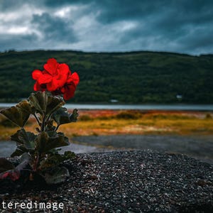 Könnte beinhalten: Eine leuchtend rote Geranienblüte mit dunkelgrünen Blättern, die aus einer strukturierten Steinoberfläche wächst, mit dem Text Thealteredimage in der unteren linken Ecke vor einem Hintergrund aus See und dunklem, bewölktem Himmel.