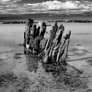 May include: A black and white photograph of weathered, vertical wooden pilings protruding from shallow water at the edge of a sandy beach, with distant mountains under a cloudy sky and the text Thealteredimage in the bottom left corner.