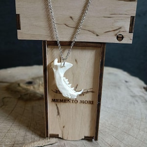 Puede incluir: Un colgante de mandíbula blanca cuelga de una cadena plateada. El colgante se exhibe en una caja de madera con las palabras "MEMENTO MORI" grabadas en la parte delantera. La caja es de madera clara.