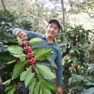 Op de afbeelding: Een persoon houdt een tak met koffiebonen met rode bessen vast. De koffieplant heeft groene bladeren en groeit in een weelderig bos.