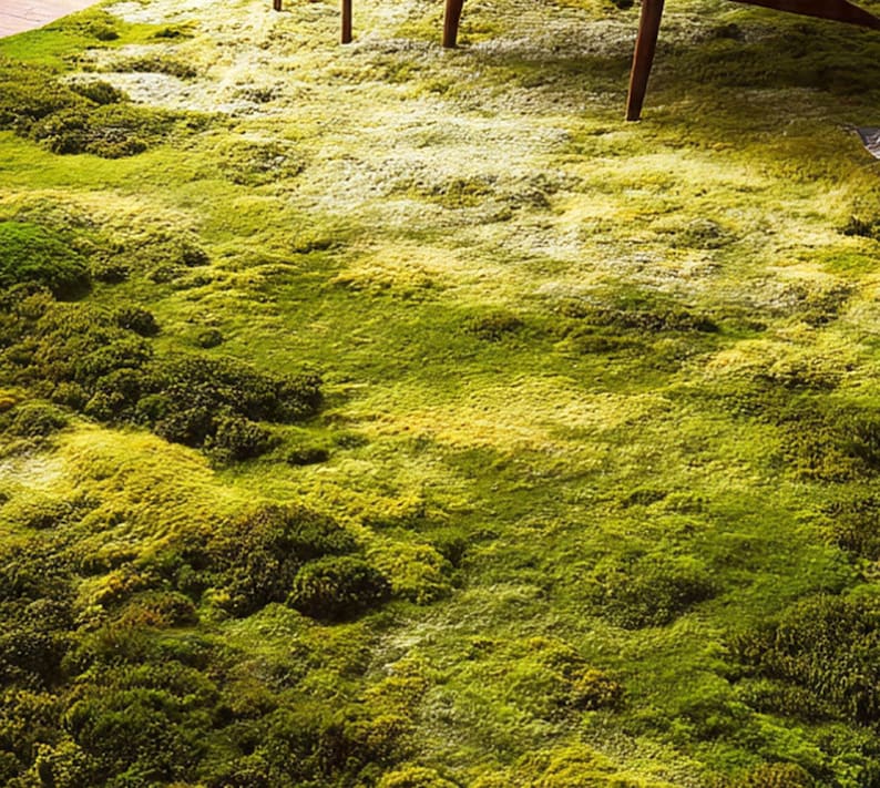 Handmade Tufted Moss Rug: Forest Green Japandi Floor Decor - Etsy