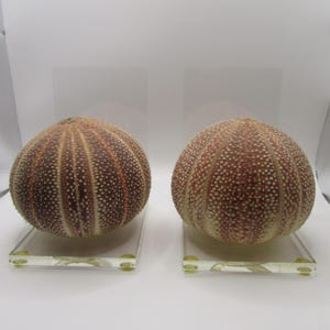 May include: A pair of round, brownish-red sea urchin shells, each featuring a textured surface with small white dots arranged in vertical rows. Each shell is mounted on a clear, square acrylic base with four small, light green circular feet.