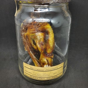 May include: A glass jar with a brown lid contains a preserved turkey head. A label on the jar reads "Brookside University" and "Turkey Head".