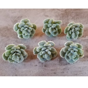 May include: Six artificial succulent plants in a light green color. The succulents are arranged in a circular pattern on a gray surface.