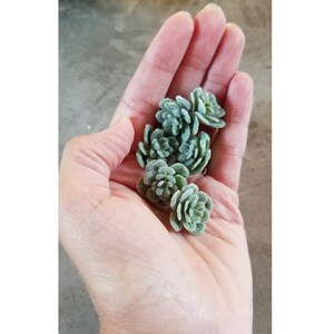 May include: A handful of small, green, felt succulents. The succulents are arranged in a cluster and have a fuzzy texture.