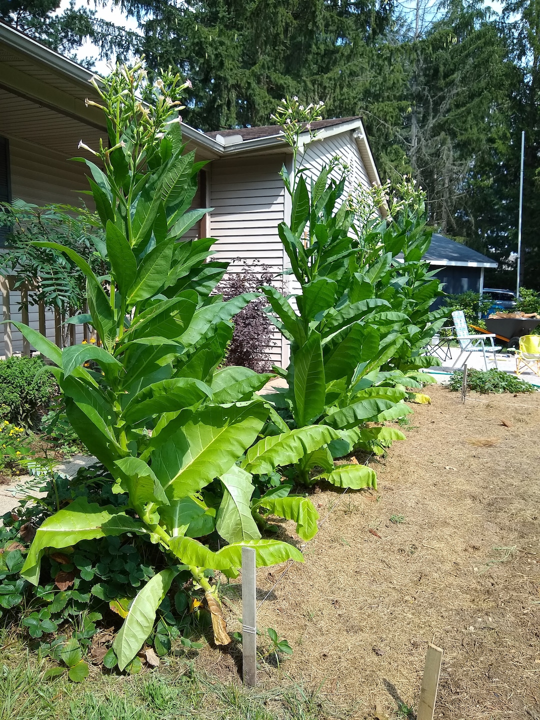 information about tobacco mosaic virus History Of Tobacco Mosaic - Tobacco Mosaic Damage And Plants Affected By TMV