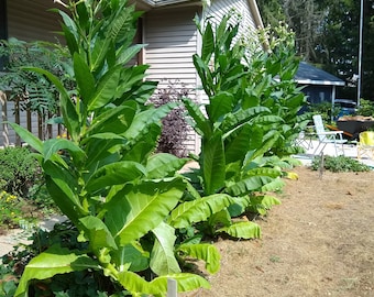 2000 semillas de tabaco "Great Lakes Gold" - ¡Cultivadas en Michigan! ¡Heirloom, orgánico y sin OMG!