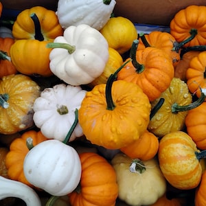 May include: A collection of miniature pumpkins in a variety of colours including bright orange, pale yellow, and stark white. The pumpkins feature smooth, ribbed, and warty textures with green stems attached to the tops of each individual gourd.