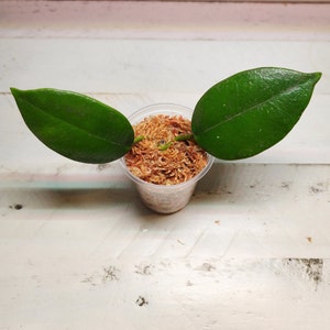 Hoya madulidii - Rare Tropical Houseplant