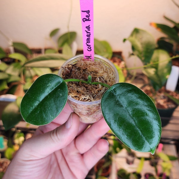 Hoya coronaria Red