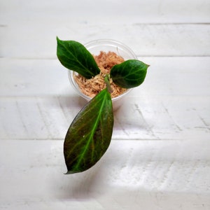 Hoya obscura - Rare Tropical Plant