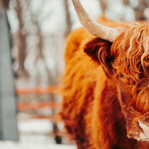 Highland Cow