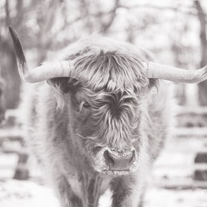 Highland Cow