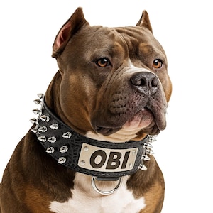 May include: A brown and white dog wearing a black textured leather collar featuring rows of silver-toned metal spikes and a rectangular silver nameplate engraved with the name OBI, centered above a circular metal D-ring attachment point.