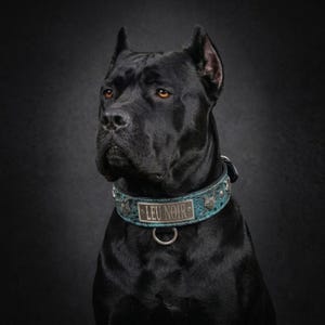 2" Viking Wolf Studded Leather Collar – Custom Engraved Name Plate