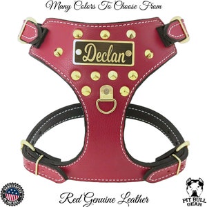 French Bulldog Leather Harness: Spiked, Custom Name Plate