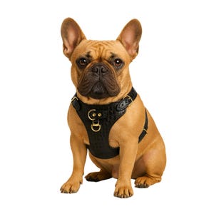 French Bulldog Leather Harness: Custom Fit, Black Full Grain Bridle Leather