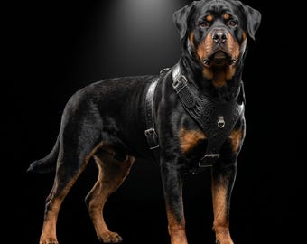 Coleira de couro artesanal para cães: resistente, ajuste personalizado, ferragens prateadas