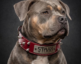 May include: A red leather dog collar featuring silver-toned metal spikes and a central rectangular nameplate engraved with the text STAX. The collar is worn by a grey and tan dog with a white chest, showcasing a sturdy design and metal hardware.