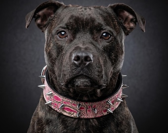 Puede incluir: Un perro atigrado oscuro con ojos marrones lleva un collar ancho de color rosa con textura, un patrón repetitivo de piel de cocodrilo y múltiples púas metálicas plateadas que sobresalen alrededor de toda la circunferencia.