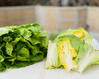 Dehydrated Organic Napa Cabbage