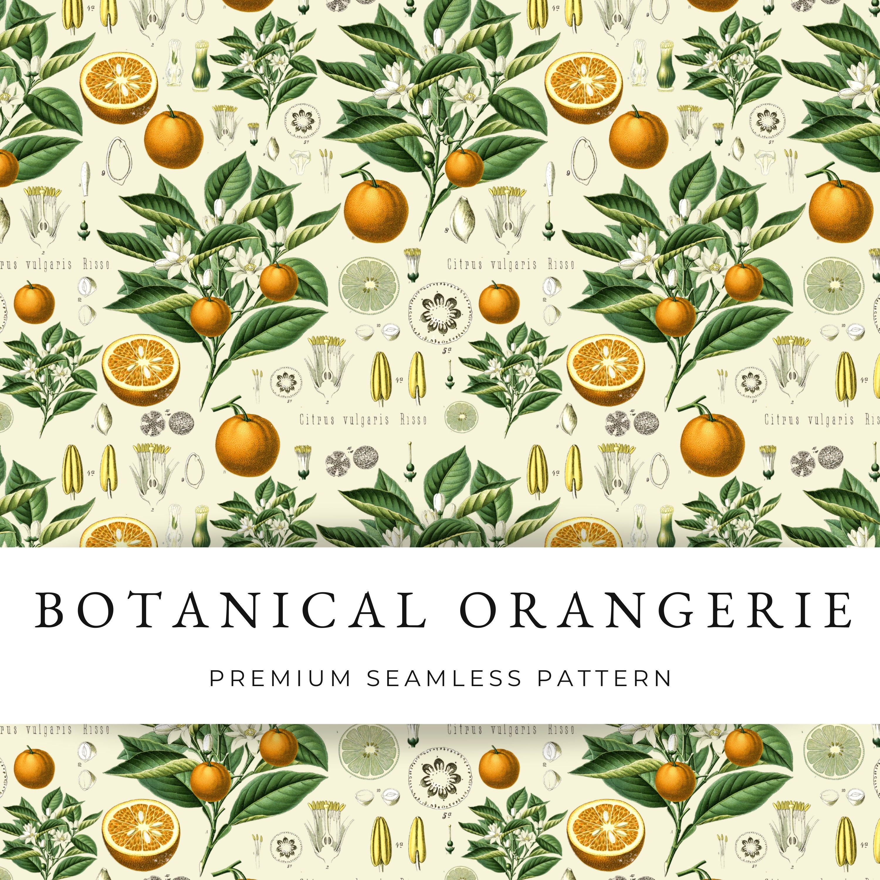 Orange botanical vintage seamless pattern, Fruit seamless file, Lemon Citrus repeat file, Floral Digital print design for commercial use PNG