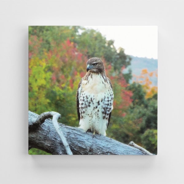 Red Tailed Hawk 12 x 12 Canvas Print on Wooden Frame Wall Decor