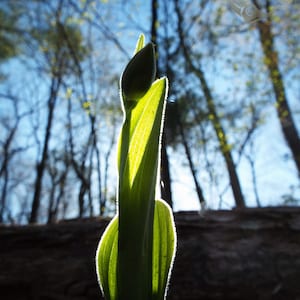 Lady Slipper Budding Instant Digital Download Nature Photography Morning Light Media Use or Print