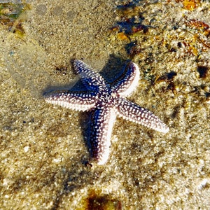 Starfish Digital Print 10 x 10 Square Sea Creature Nature Photography Wall Decor