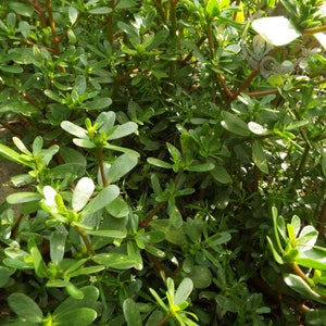 Purslane Photos Download digital instantâneo para impressão 4 x 6 ou uso de mídia Superalimento, plantas comestíveis selvagens nutritivas, símbolo da união de opostos