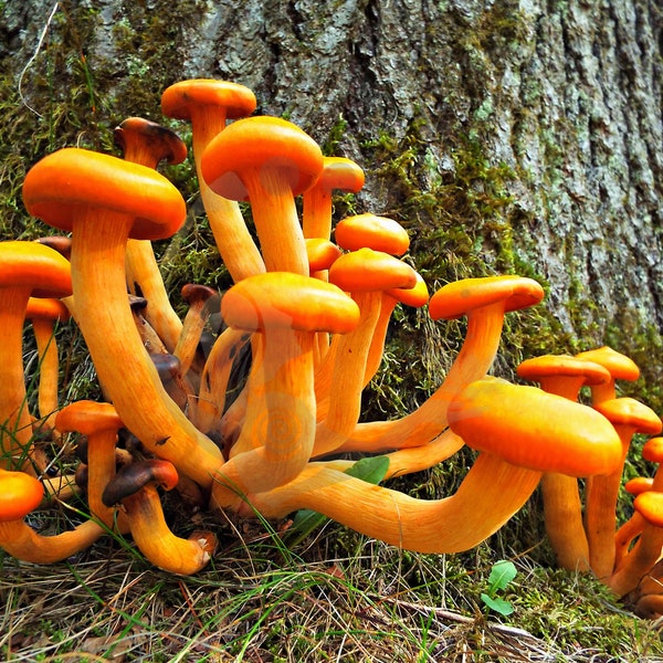 15x20 Photo Print Etsy