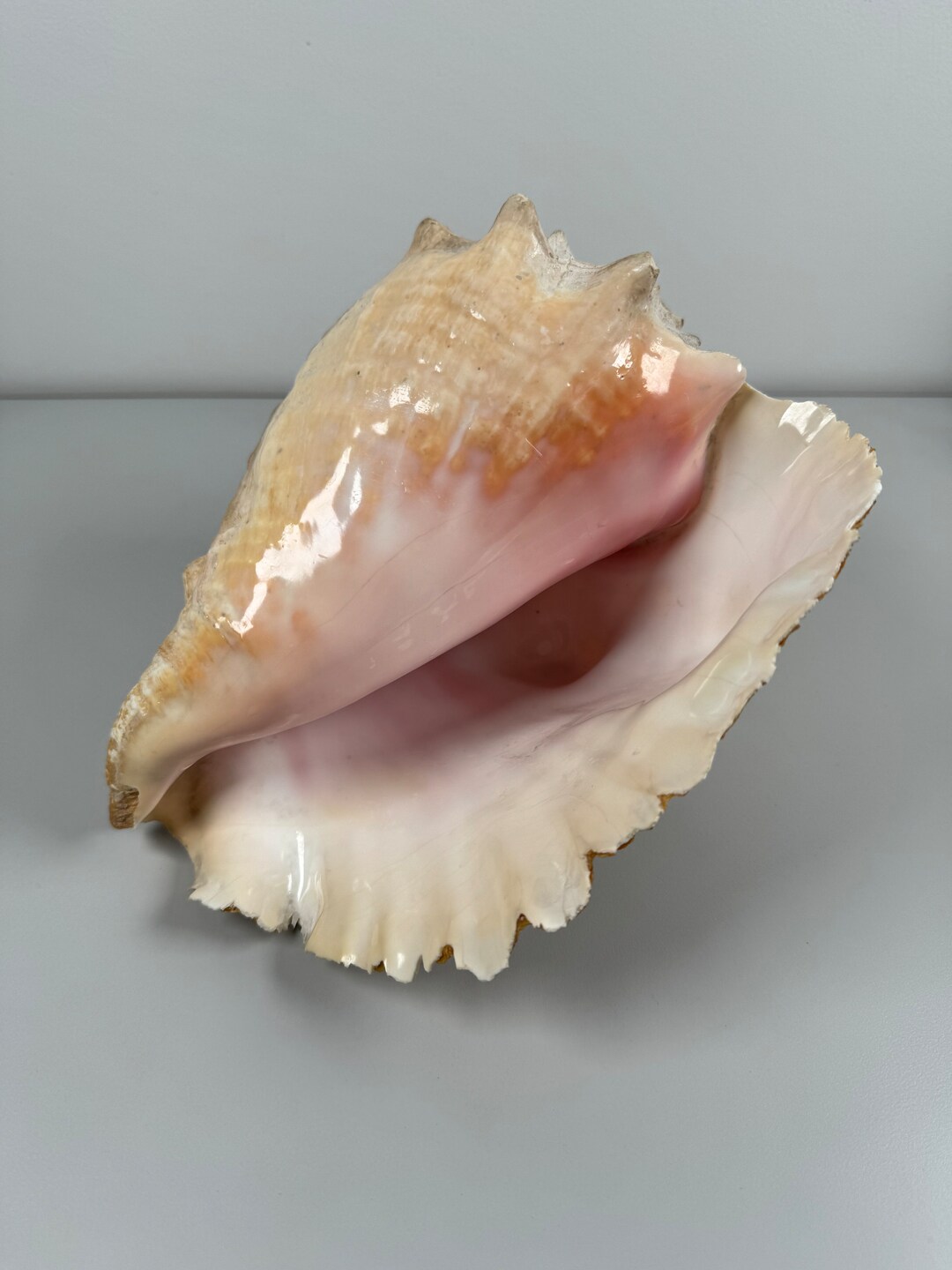 Vintage Conch Pink Sea Shell 8 X 8 Natural Large Décor N Aquarium ...