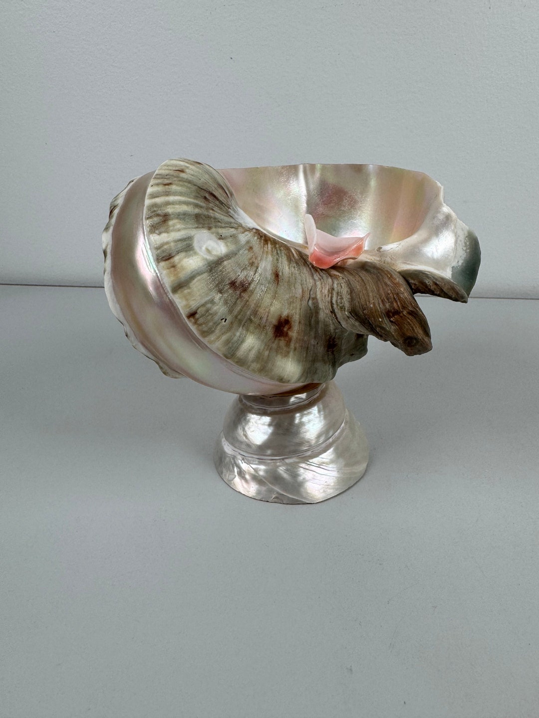 Antique Art Deco Nouvea Iridescent Conch Seashell Bowl Ashtray Hand ...