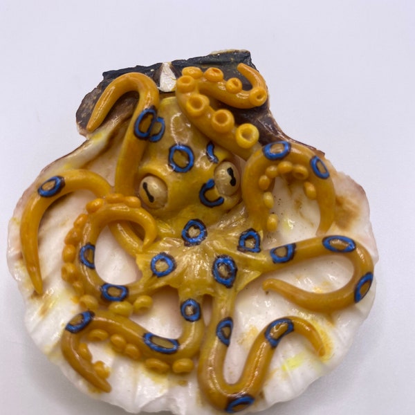 Blue ringed octopus in shell