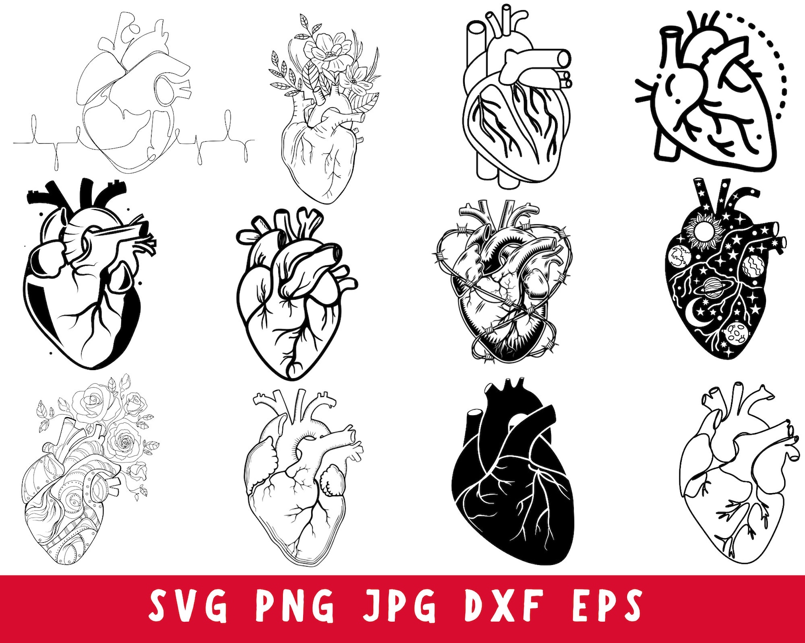 Anatomical Heart Svg Bundle, Human Heart Svg, Heart Svg, Anatomical