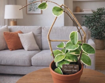 Hoya Krimson Princess Plant – Pink Cream Variegated – Easy Care Indoor Houseplant 4" Nursery Pot