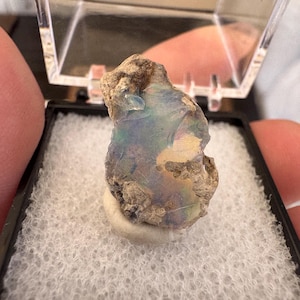 May include: A raw, uncut opal gemstone displaying iridescent flashes of blue, green, and yellow light. The stone has a rough, textured, and earthy exterior with exposed mineral matrix, presented inside a small black display box with foam.