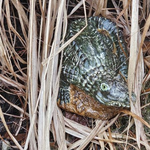 Alligator Crocodile Concrete Statue!  Garden or Home!  Realistic and fun! 9 inches long!
