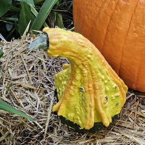 May include: A yellow and green warty gourd with a curved neck and a textured, bumpy surface. The gourd features a distinct transition from a bright yellow upper section to a dark green base, positioned next to a large, smooth orange pumpkin.