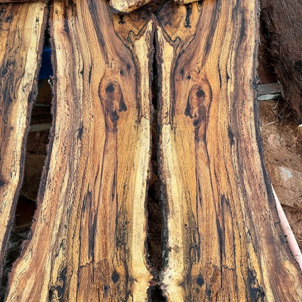 Lastre di rovere spalted - Varietà di spessori, larghezze e lunghezze - Essiccate in forno, piallate e piatte - Tavole di rovere nero spalted con bordo vivo