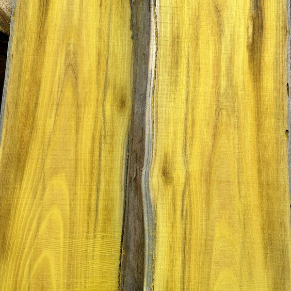 Bois D’Arc (Osage Orange) Slabs - 1.5” Thick - Kiln Dried - Select Various Widths and Lengths