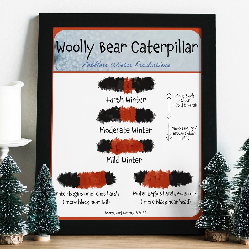 Woolly Bear Folklore Winter Predictions Etsy