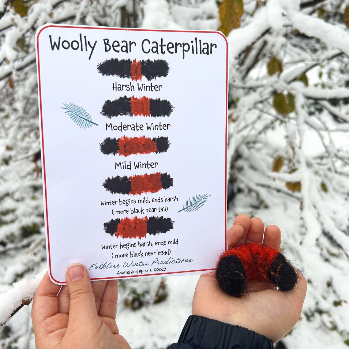 Woolly Bear Folklore Winter Predictions Etsy