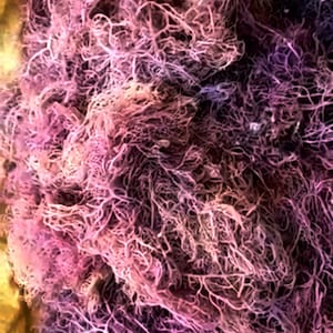 Purple Sea Moss