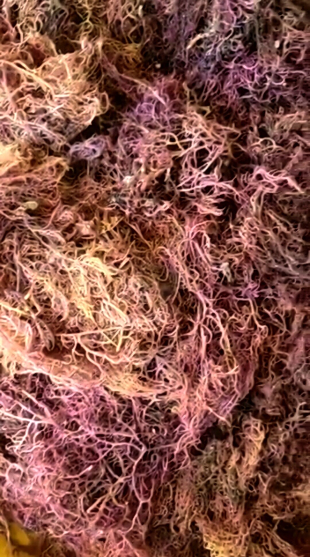 Purple Sea Moss - Etsy