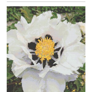 Counted Cross Stitch PDF/ Digitl Cross Stitch/ Cross Stitch Pattern/ Rock&#39;s Peony Flower Cross Stitch Design